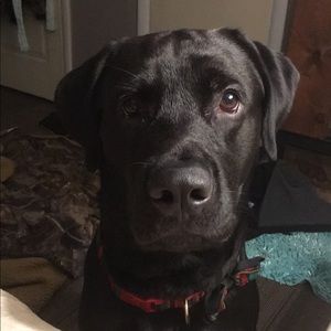 Meet your Posher, Mallard